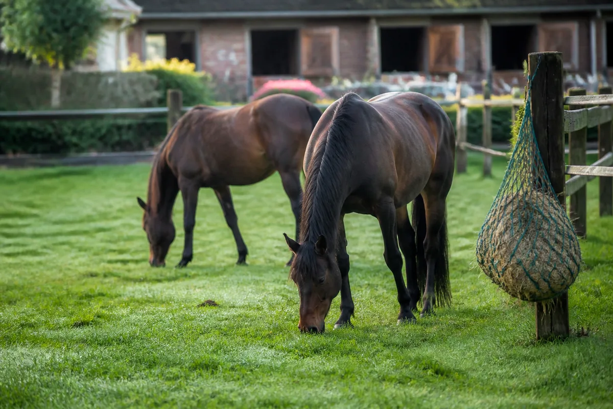 Pension retraite pour un cheval âgé : formules, soins attendus et prix constatés